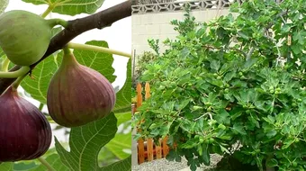 S-a gasit trupul barbatului ucis cu 40 de ani in urma. Iar asta datorita unui smochin, care crescuse in stomacul sau