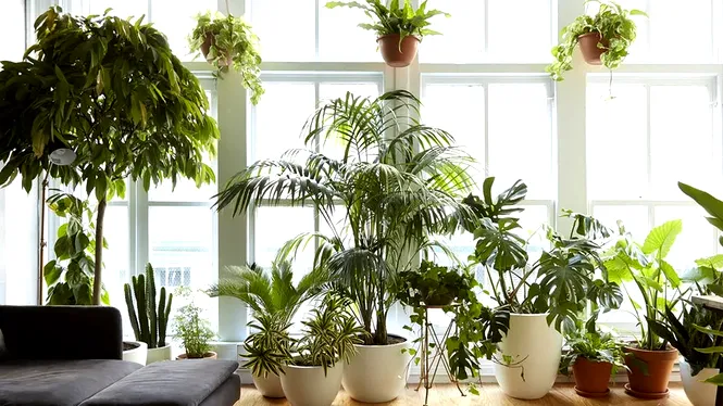 Plantele care provoacă dureri de cap și iritații ale pielii. Nu trebuie sub nicio formă să le ții în casă!