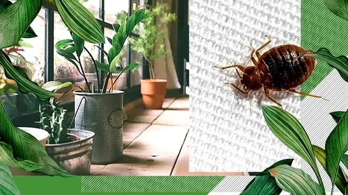 Plantele care îndepărtează ploșnițele din casă. Poţi scăpa rapid de insectele nedorite