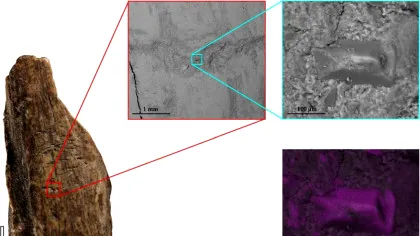 Incredibil! Ce făceau NEANDERTHALIENII cu OASELE de leu de peșteră?
