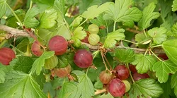 Galerie foto - Poza #4