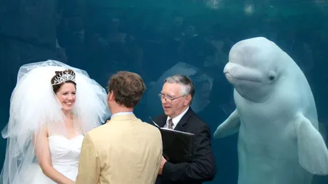 O balena beluga a fost martora la o nunta si imaginea a devenit virala pe internet. E cel mai celebru meme pe saptamana asta FOTO