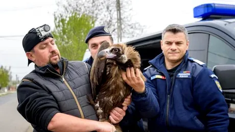 Un vultur plesuv, specie disparuta de peste 100 de ani din Romania, a fost gasit intr-o curte din Vrancea! Era monitorizat prin GPS si l-au ridicat imediat jandarmii!