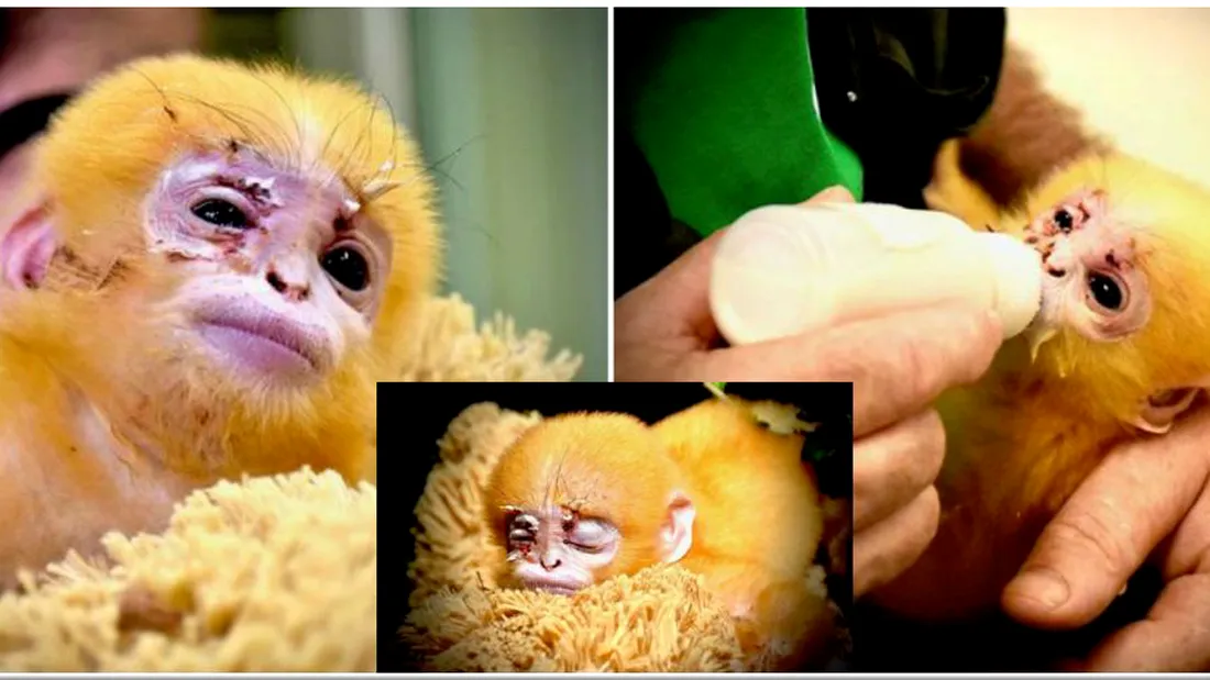 Cel mai adorabil pui de maimuta, cu cea mai trista poveste! E emotionant cum reactioneaza cand primeste un cadou neasteptat din partea ingrijitorilor