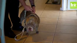 Galerie foto - Poza #4