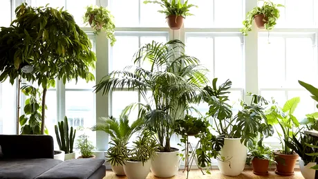 Plantele care provoacă dureri de cap și iritații ale pielii. Nu trebuie sub nicio formă să le ții în casă!