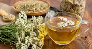 Planta medicinală pe care bunicii o foloseau pentru digestie și inflamații. Beneficiile surprinzătoare ale cozii-șoricelului