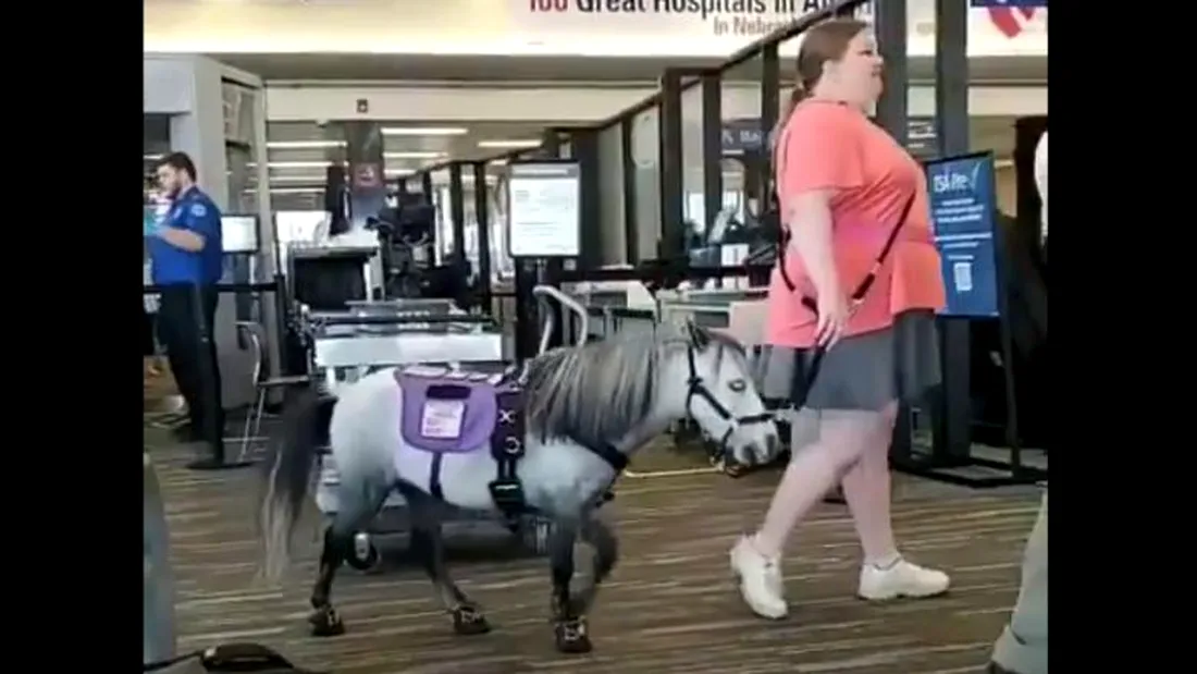 O femeie s-a urcat la bordul unui avion cu un ponei drept animal de confort