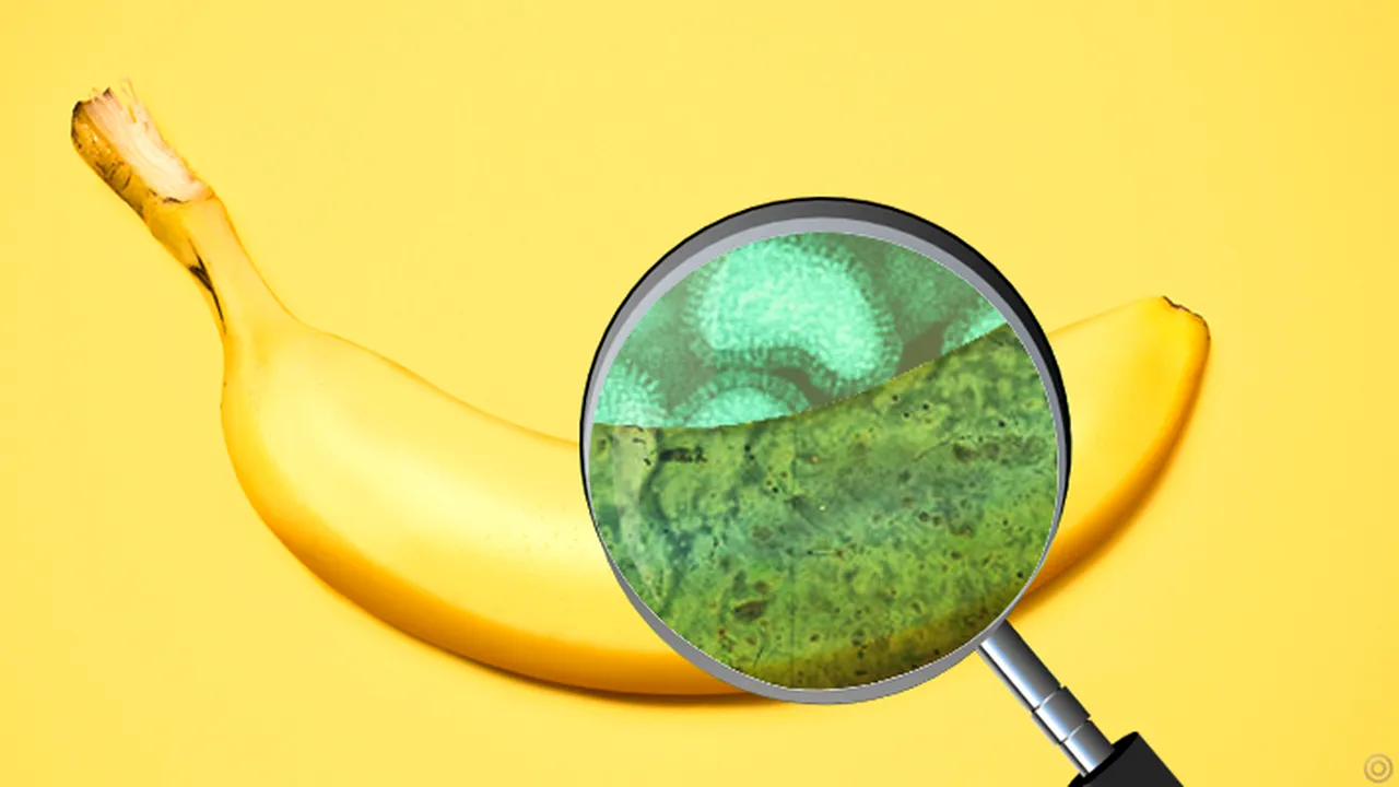Bananele, pe cale de disparitie (1) 