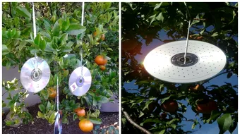 CD-uri agatate in geam: de ce e bine sa le ai. Ce se intampla la scurt timp dupa ce le pui