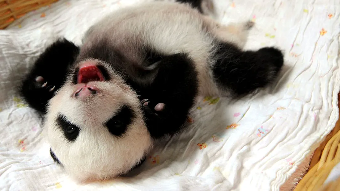 Niste puiuti de Panda abia nascuti dormind in cosuri de paie sunt ceva ce nu vezi in fiecare zi! Sunt simpatici foc