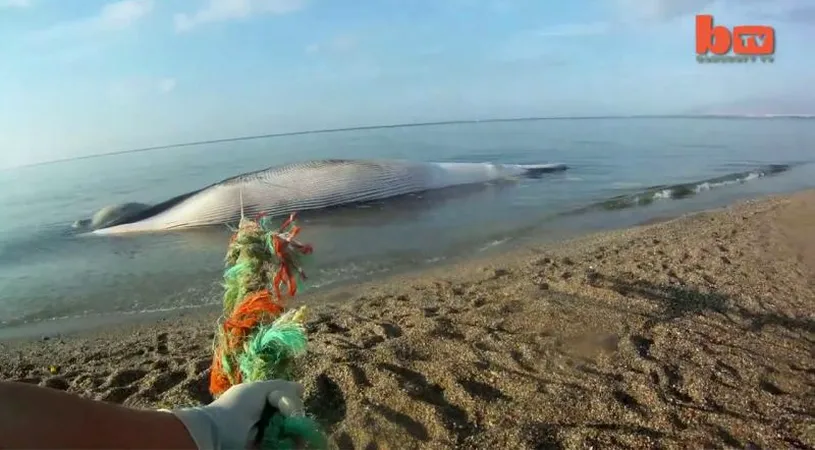 Au ridicat o balena de 35 de tone si au vrut sa o urce intr-un TIR…Ce s-a intamplat e incredibil VIDEO
