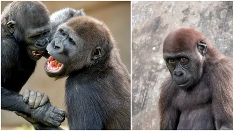 Scene incendiare la zoo! Ce au inceput doi masculi gorila sa faca. Oamenii au scos imediat telefoanele mobile