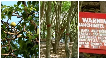 Copacul mortii! Acesta este cel mai periculos arbore din lume, care te poate ucide prin simpla atingere. Unde se afla