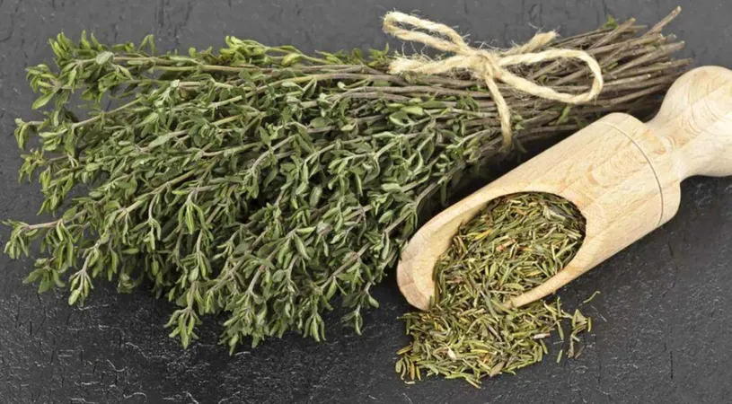 Cimbrul, unul dintre cele mai puternice antibiotice naturale din lume. Sfaturi de la dr. Daniela Bușneag