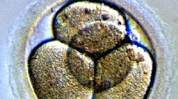 Galerie foto - Poza #4