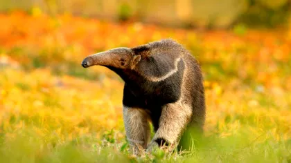 MAMIFERELE au evoluat în FURNICARI de 12 ori de când au dispărut dinozaurii