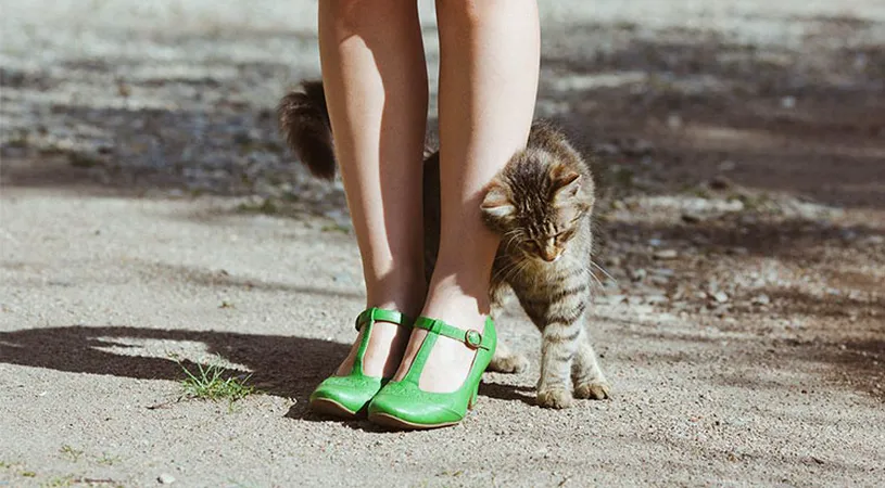 De ce se plimbă pisicile printre picioarele oamenilor?
