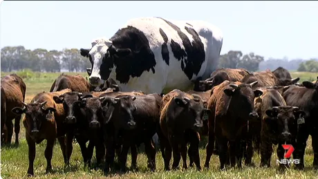 Vaca asta uriasa are 1.400 de kilograme si aproape 2 metri inaltime! De ce niciun abator nu a vrut sa o taie! N-ai mai vazut asa monstru VIDEO