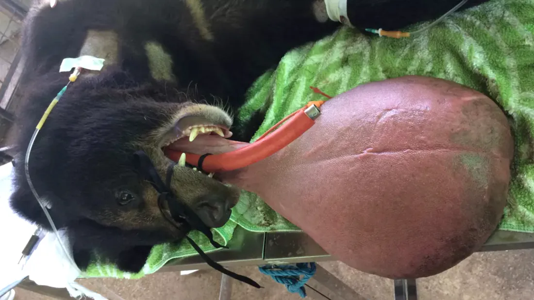 Ursul cu limba cat un pepene! Cum a ajuns bietul animal in situatia asta si cum a fost salvat de veterinari. Incredibil!