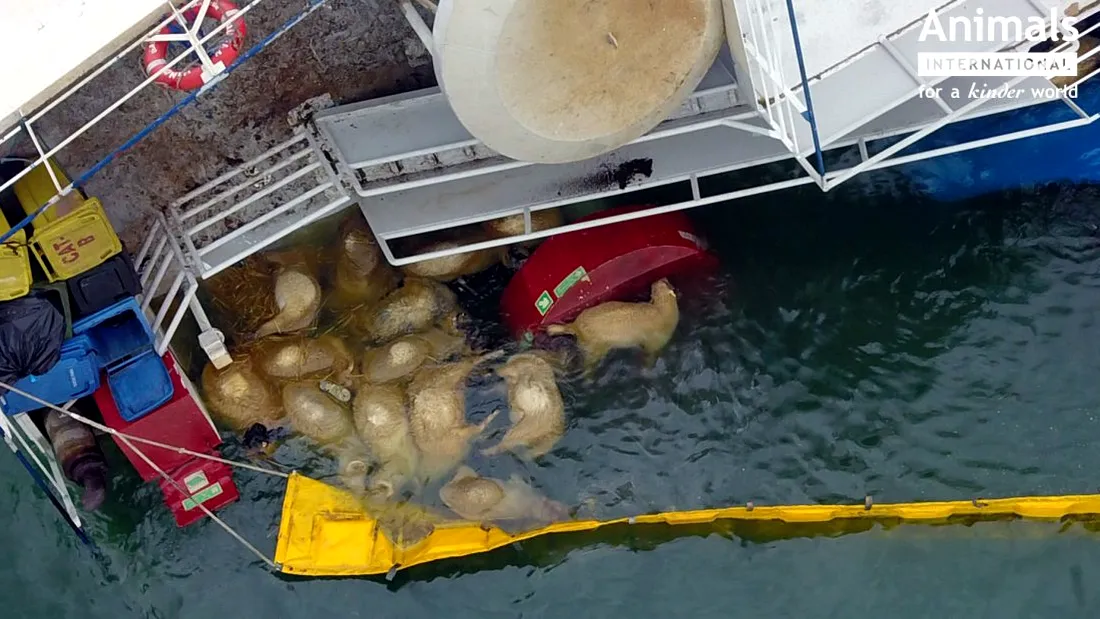O nava cu 14.000 de oi s-a răsturnat în Portul Midia: Oile moarte plutesc pe apă