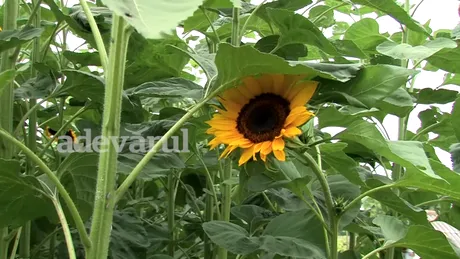VIDEO! Un buzoian a plantat floarea soarelui de 4 metri inaltime! Cum arata semintele facute de aceasta planta mamut