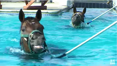 Te-ai intrebat vreodata cum arata o piscina pentru cai?! Si de ce sunt dusi caii de curse la inot?! Imaginile sunt dementiale VIDEO