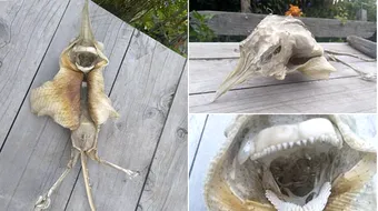 Creatura sinistra din Noua Zeelanda! Seamana cu un liliac cu gura de om dar nimeni nu stie ce este desi arata ingrozitor! Traieste in adancurile Oceanului Pacific