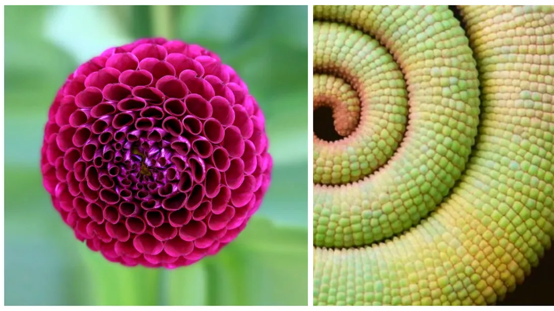 Cand natura formeaza fractali! Imagini superbe cu plante si vietati care par pictate de mana, la milimetru