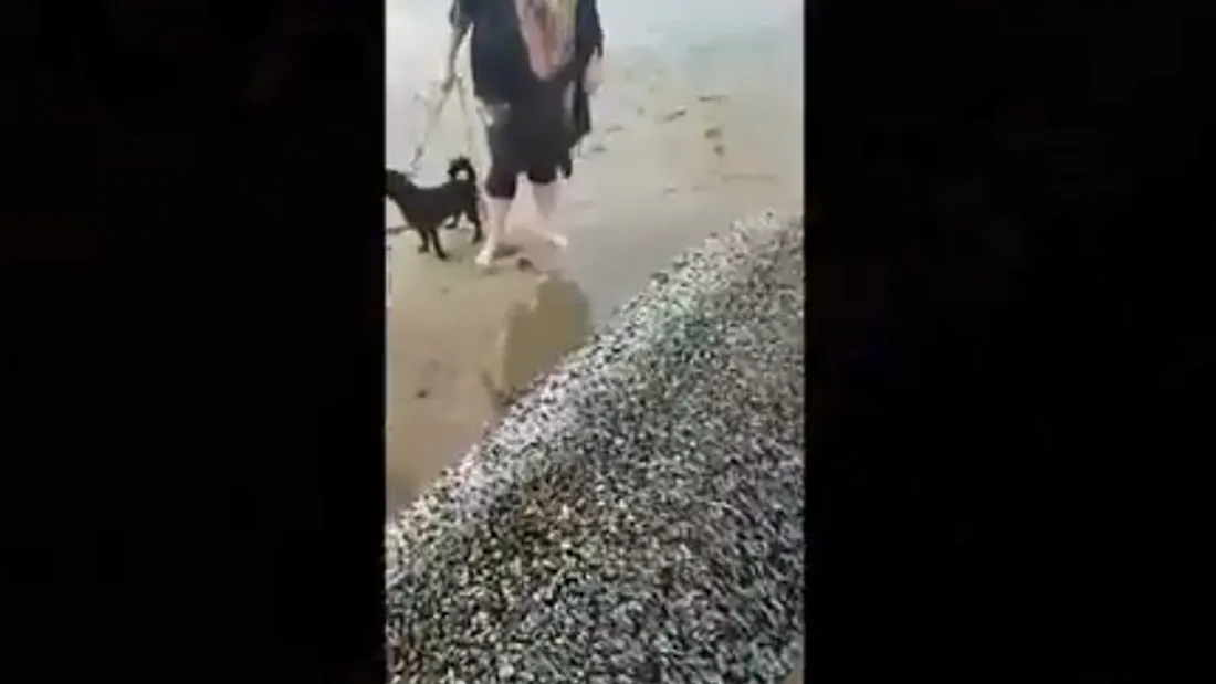 Monstrul GIGANTIC, descoperit de turisti pe plaja! O femeie l-a fotografiat de aproape si s-a speriat! Ce era