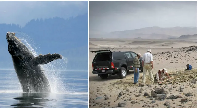 Balena cu patru picioare, descoperita in Peru! Animalul preistoric putea sa traiasca si pe uscat VIDEO