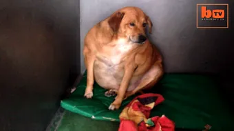 Era cel mai gras caine din lume, dar a slabit enorm! Abia mai putea sa mearga, insa a ajuns sa arate asa! Imaginile sunt supertari! VIDEO