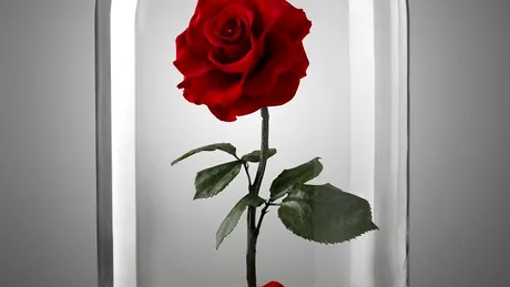 Trandafirul din 'Frumoasa si Bestia' exista! Cum arata buchetele si cati ani le poti tine sub sticla