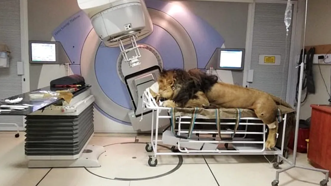 Incredibil! Un leu a fost adus la un spital de oameni pentru a fi tratat de cancer! Cum arata uriasul animal pe masa de operatii!
