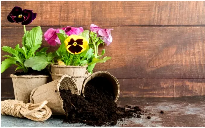 Ce flori poți planta în luna mai pentru o grădină spectaculoasă vara aceasta