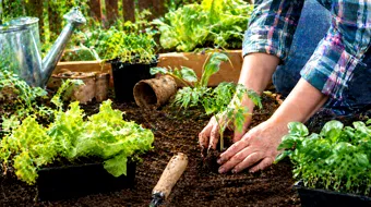 Ce plantezi în grădină în luna mai: ghid complet pentru o recoltă bogată