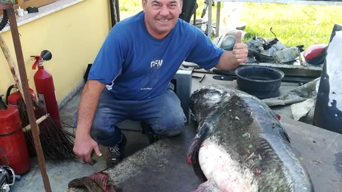 Un pescar din Satu Mare a prins un somn de peste 75 de kilograme si lung cat un Matiz! Cum arata monstrul record?! FOTO