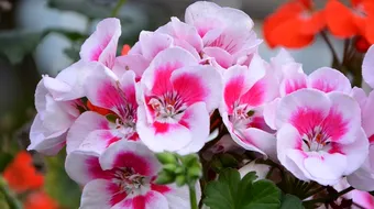 Muscata este o MINUNE pentru casa! Este un puternic antioxidant si trateaza reumatismul