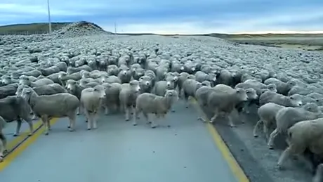 Ai vazut vreodata cum arata 200.000 de oi care blocheaza o strada? Soferii au ramas masca dupa cand s-au trezit cu ele in fata VIDEO