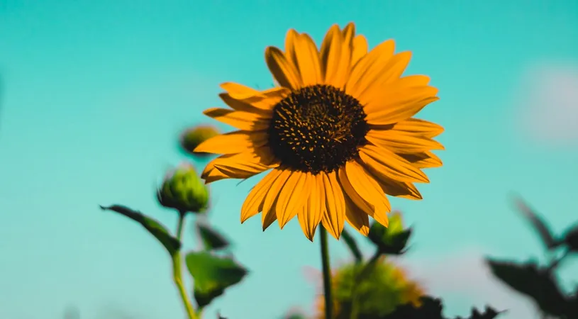 Horoscop 5 august 2019: Fecioarele au parte de mult succes!