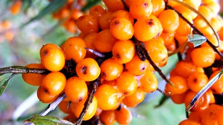 Catina - minune pentru organism! Proprietatile care i-au adus denumirea de ''ginseng romanesc'': sub ce forma se consuma