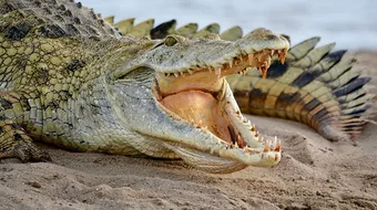 O femeie a fost mancata de vie de un CROCODIL! Oamenii sunt in soc