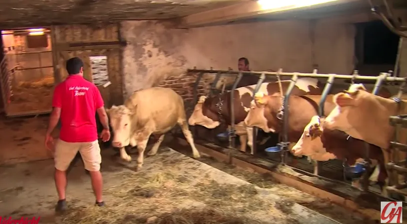 Taurul asta a fost tinut legat pe intuneric toata viata lui! Ce se intampla cand barbatul in rosu se apropie de el si il dezleaga