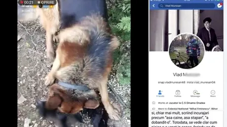Un adolescent din Oradea si-a asmutit cainele pe o pisica. E ireal ce s-a intamplat cu felina! Imaginile au fost live, pe Facebook