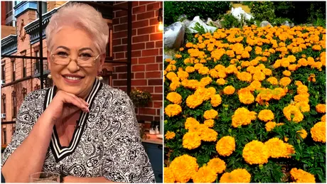 Planta care scade glicemia, dar te scapă şi de muşte şi ţânţari. Lidia Fecioru: Este aur curat