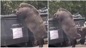 Porcul mistret urias care i-a speriat cumplit pe oameni! Scormonea nestingherit prin gunoaie, dar foarte aproape se afla o… VIDEO