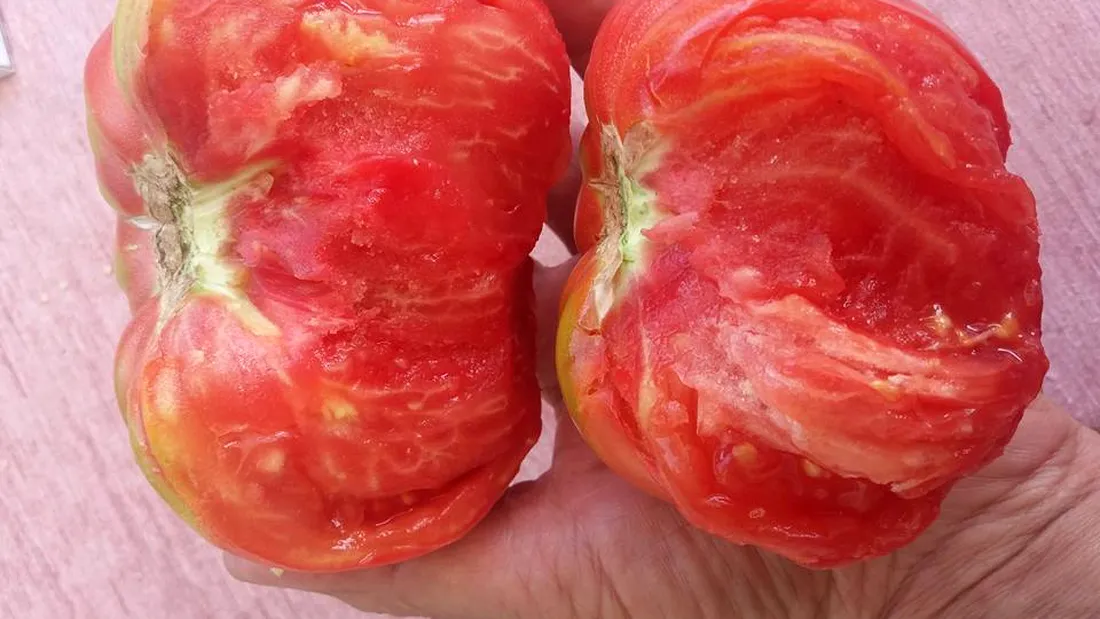 Rosia pom din Romania care face cele mai gustoase rosii! Fiecare fir din gradina face 10 kilograme de tomate