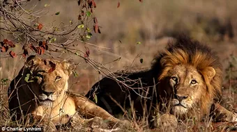 Imaginile groazei: un barbat a fost ucis si mancat de leii pe care trebuia sa ii vaneze! Animalele i-au sfartecat trupul in doar cateva minute