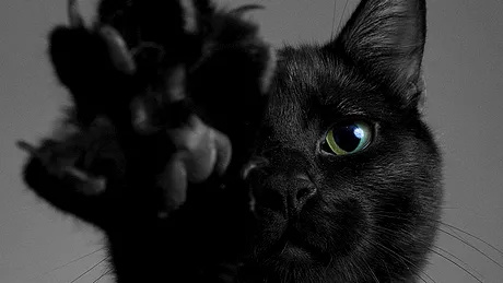 Stapanul acestei pisici negre a vrut sa afle daca animalul are legaturi cu Diavolul. I-a inghetat sangele dupa ce i-a desenat pe podea