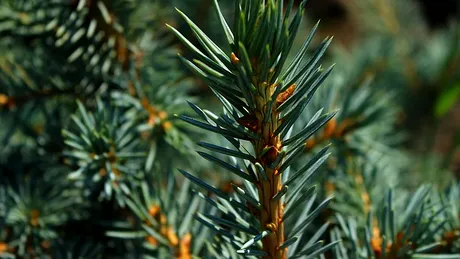 Sfaturi practice! Cum se îngrijește un brad natural la ghiveci și cum se plantează în grădină, după sărbători